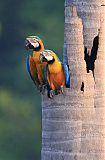 Blue-and-yellow Macaw